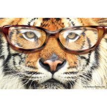 Tiger with Glasses Recall Cards