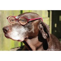 Dog with Glasses Recall Cards