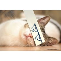 Cartoon Cat Eyes Recall Cards