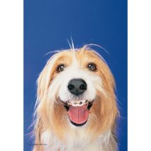 Dogs with Braces Recall Cards