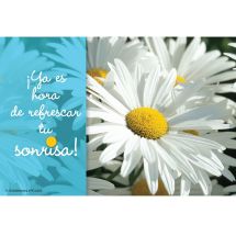 Spanish Daisy Dental Recall Cards