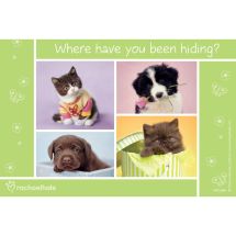 Rachael Hale Where Have You Been Hiding Recall Cards