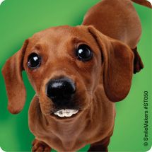 Dogs With Braces Dental Stickers