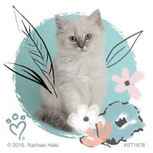 Rachael Hale Pretty Kitty Stickers