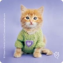 Rachael Hale® Cats Stickers