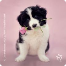 Rachael Hale® Dogs Stickers