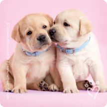 Rachael Hale® Valentine Stickers