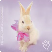 Rachael Hale® Spring Stickers